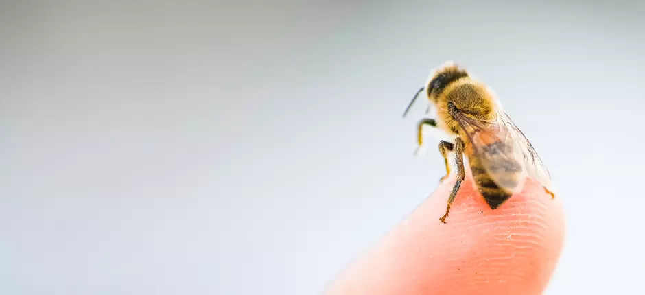 Atención con la alergia a picaduras de abejas y avispas en verano