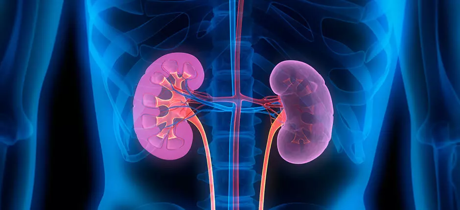 Insuficiencia renal: cuando el riñón deja de limpiar el organismo