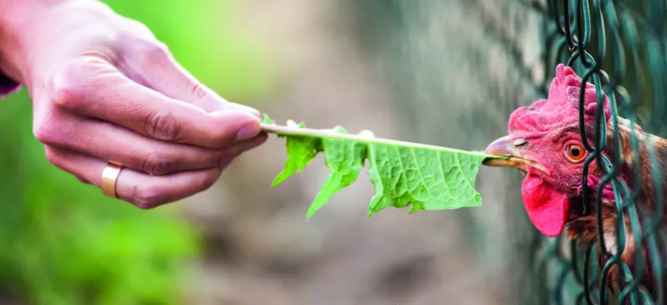 ¿Qué es la influenza aviar?